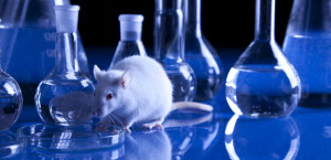 How Much Harm Does Animal Testing Do?
